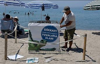 Kuşadasında ilk caretta caretta yuvası belirlendi