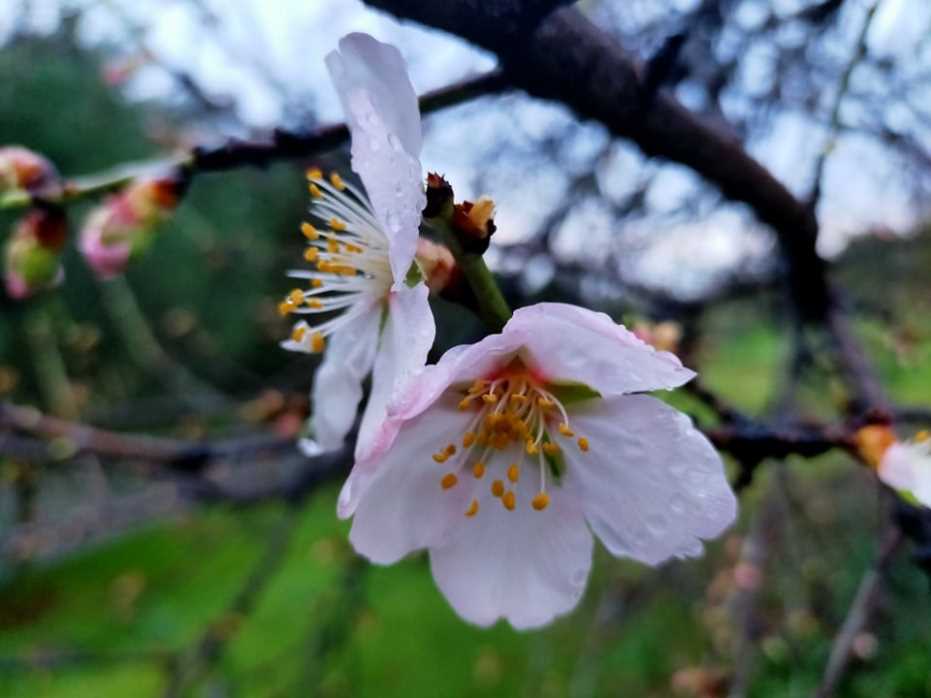 Baharın Müjdecisi Bademler Mevsimi Şaşırdı 