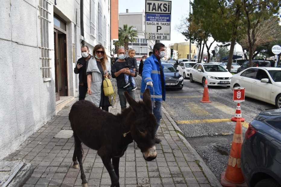 Trafiğe Çıkan Sıpa, Sürücülere Zor Anlar Yaşattı 