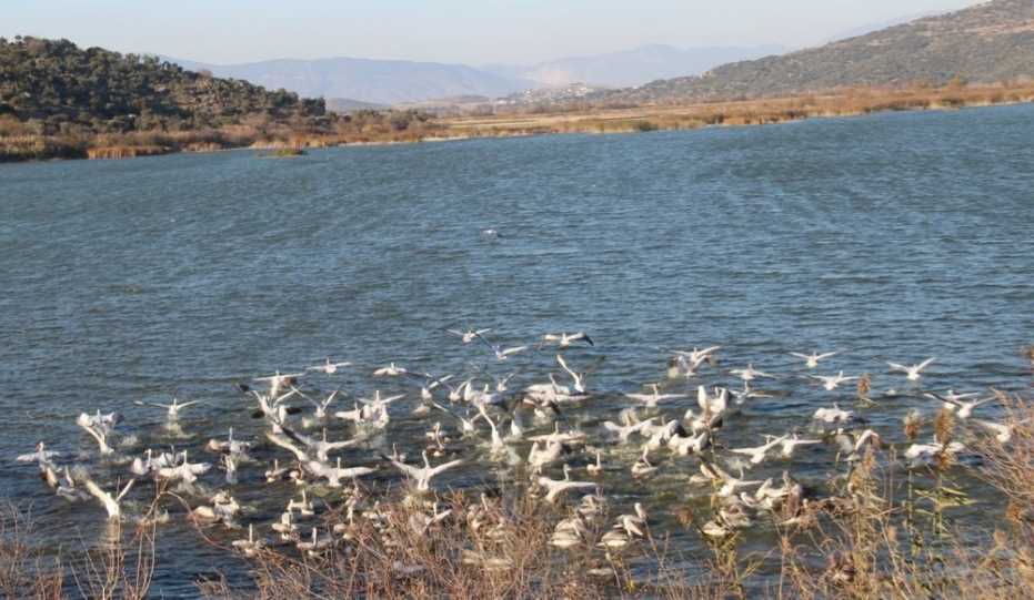 Türkiye’De 76 Tescilli Sulak Alan Bulunuyor 