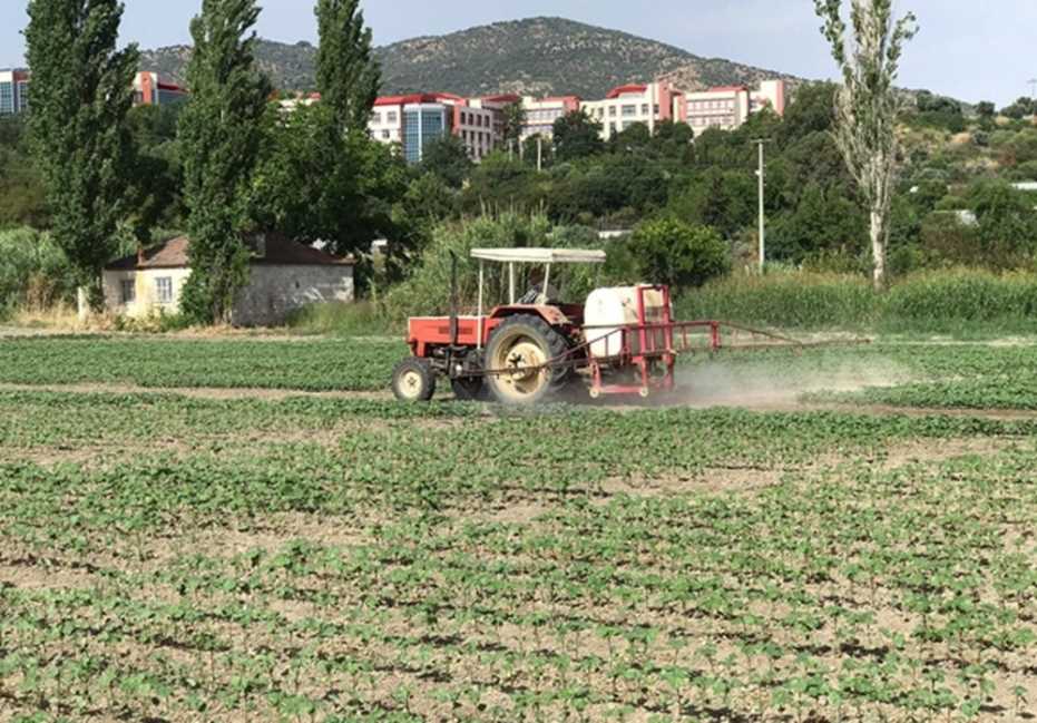 Ziraat Fakültesi Desteğiyle Kuraklığa Dayalı Pamuk Tohumu Geliştirildi 