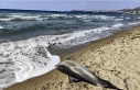 Kuşadası’nda yunus ölüsü karaya vurdu