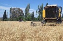 Hububatta hasat dönemi başladı