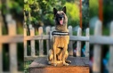 Kahraman köpek ’Bob’ öldü