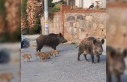 Kuşadası Kaymakamlığı’ndan yaban domuzu uyarısı:...