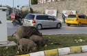 Yaban domuzu besleyen 3 kişiye para cezası