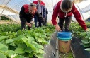 Coğrafi işaretli ’Sultanhisar Çileği’nde hasat...