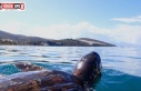 Kuşadası’nda son bir haftada 3 deniz kaplumbağası...
