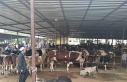 Aydın’da hayvan pazarlarında yeni dönem: "Kurallar...