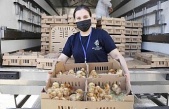Aydın Büyükşehir Belediyesi civciv dağıtımına başladı