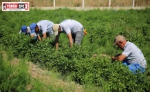 Posacı’dan çiftçilere müjde