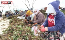Aydın’da tarım işçileri ödeneği Türkiye ortalamasının altında kaldı