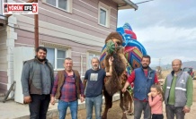 Aydın’da develer havutlanarak güreşlere hazırlanıyor