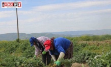 Efeler’in şevketibostanları için hasat zamanı