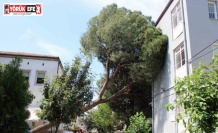 Asırlık ağaç polis karakolunun üzerine devrildi