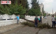Sağanak yağışa dayanamayan ağaç devrildi
