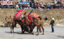 Aydın’da deve güreşi sezonu başlıyor