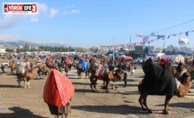 Deve güreşlerine katılım yoğun oldu