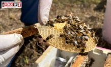 El ele veren gelin-görümce ülkenin ana arı ihtiyacını karşılıyor