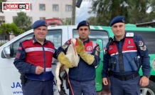 Yaralı leyleğe jandarma yardım elini uzattı
