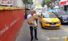 Hayvansever taksiciden örnek davranış