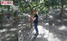 Söke’de sinek sayımları yapıldı