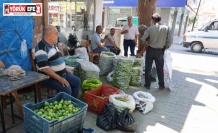 Aydın incirinde ’ilekleme’ sezonu başladı