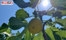 Aydın’da erkenci incirler çıktı