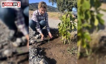 Aydın’ın ilek bahçesi yeşerdi