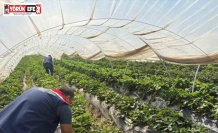 Koçarlı’da çileklere sıkı denetim