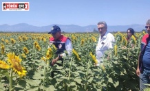 Aydın’da ayçiçeği ekim alanları artıyor
