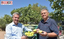 Buharkent’te taze incir hasadı başladı