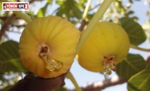 İncirde hasat ve ihracat tarihi belli oldu