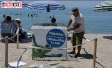 Kuşadası’nda ilk caretta caretta yuvası belirlendi