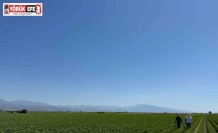 Yenipazar’da pamuk gelişimleri kontrol edildi