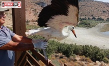 Aydın’da kurtarılan leylek ve flamingo doğaya salındı