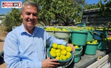 Buharkent Taze İncir Festivali Cuma günü başlıyor