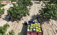 Buharkent’in damak çatlatan lezzeti taze incir, sofralarda yerini aldı