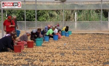 İncirlerini kurutmaya başlayan üreticilerin en büyük sıkıntısı hırsızlar