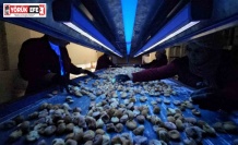 Aflatoksinli incire geçit yok