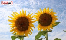 Ayçiçek alım fiyatları açıklandı