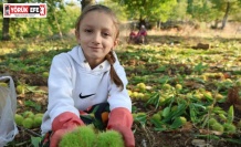 Aydın’ın dağlarında hareketlilik başladı, kestane üreticilerini hasat telaşı sardı