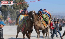 Aydın’da deve güreşleri ertelendi