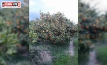 Söke’de zararlı popülasyonunda artış görüldü