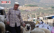 Şap karantinası meraları boşalttı