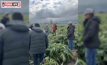 Enginar tarlaları incelendi, üreticiler, TARSİM hakkında bilgilendirildi