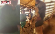 Tarım Müdürlüğü’nden Sazlı’da hayvan sağlığı mesaisi