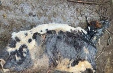 Şap hastası hayvanı kesmeye götürürken yakalandı