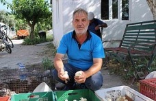 Civciv üreticileri, yasal düzenleme istiyor