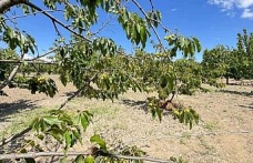 Kirazlı’da soğuk hava kiraz hasadını vurdu